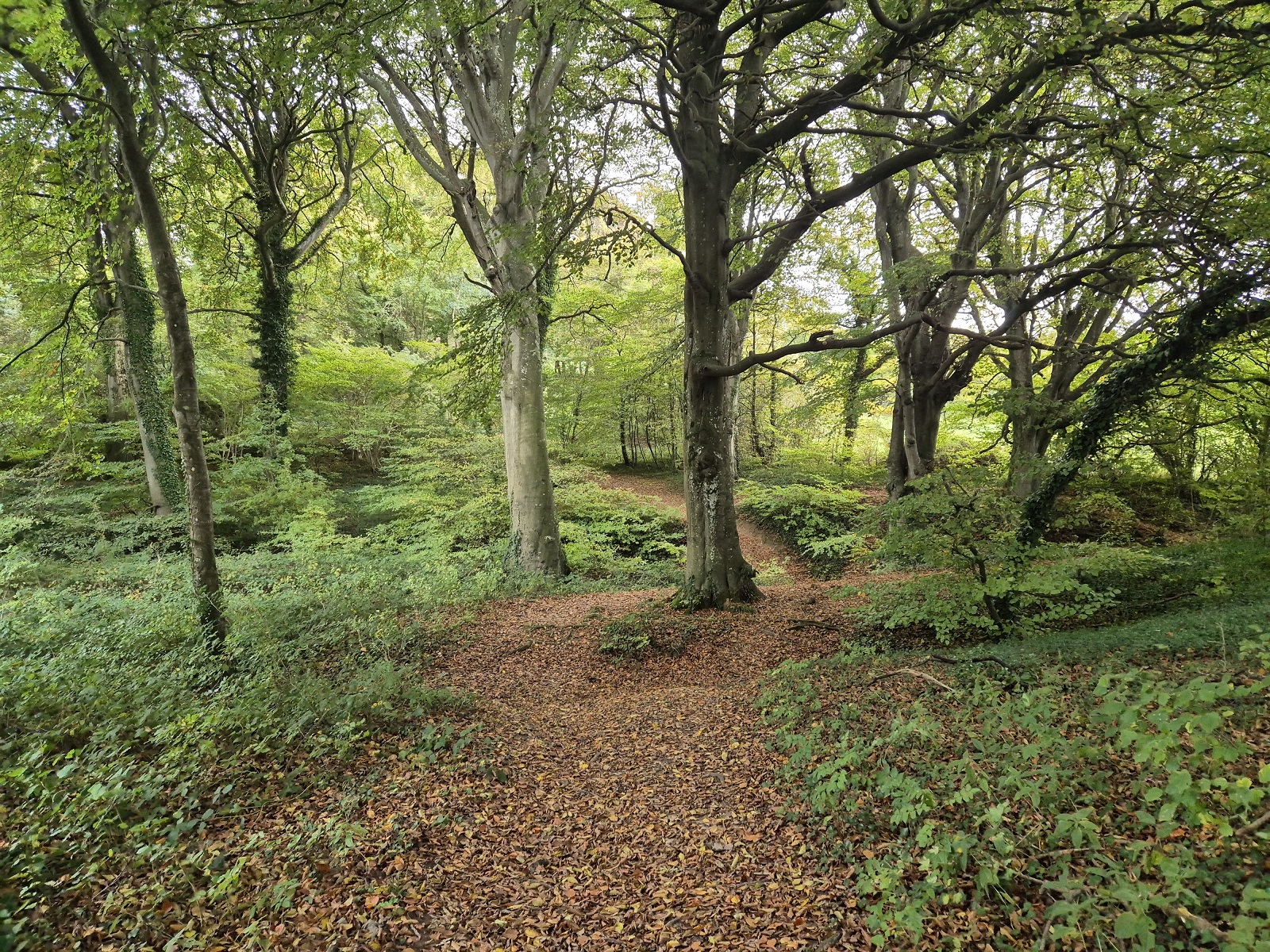 Bois de Guînes